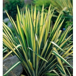 Юкка нитчатая - Golden Sword - Yucca Filamentosa
