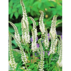 Veronica, Speedwell Bílá - květinové cibulky / hlíza / kořen - Veronica spicata