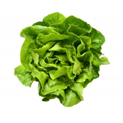 Salat Hode - Edyta Ożarowska - grønn - 900 frø - Lactuca sativa L. var. capitata