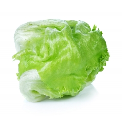 Crisp iceberg lettuce "Goplana" - extended storing period - 450 seeds