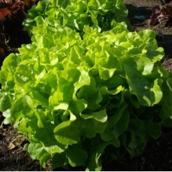 Eichblattsalat 'Dubacek' - grün und schmackhaft