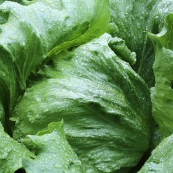 Crisp iceberg lettuce "Maugli" - for all-season cultivation - 900 seeds