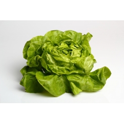 Greenhouse lettuce "Safir" - winter harvest - 450 seeds