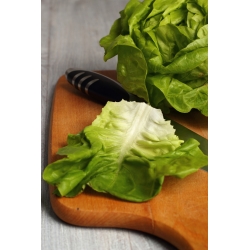 Salat Hode - Safir - 450 frø - Lactuca sativa L. var. Capitata