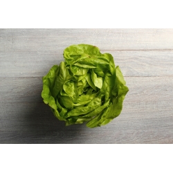 Тепличний салат "Сафір" - зимовий урожай - 450 насінин - Lactuca sativa L. var. Capitata - насіння