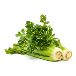 Celery "Malachite" - fleshy, thick leaves - 360 seeds