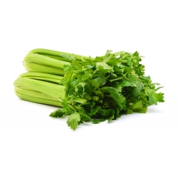 Celery "Malachite" - fleshy, thick leaves - 360 seeds