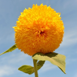 Ornamental tall sunflower "Sungold Tall" - 80 seeds