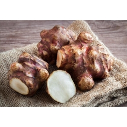 Jerusalem artichoke – sunroot – edible and ornamental – 1 pc;  sunchoke, earth apple