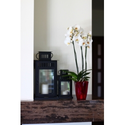 Runder Blumentopf, hoch - Lilia - 12,5 cm - Transparent rot - 