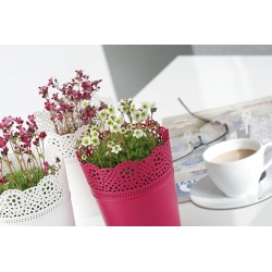 Pot bunga bundar dengan renda - 13,5 cm - Renda - Putih - 