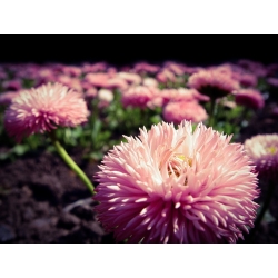 Daisy bunga merah jambu besar "Maria" - 900 biji - Bellis perennis grandiflora.  - benih