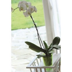Orhideju puķu pods - Coubi - 13 cm - zaļš - 