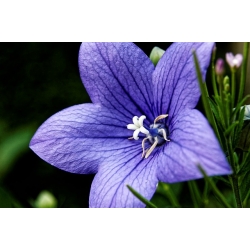 Hoa bóng xanh; Hoa chuông, platycodon - 220 hạt - Platycodon grandiflorus
