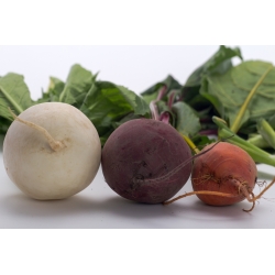 Beetroot - variety mix with multi-coloured roots - 450 seeds