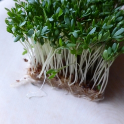 Crescione dei giardini - BIO - 2250 semi - Lepidium sativum