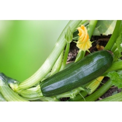 BIO - Zucchini - ověřil organická semena - Cucurbita pepo 