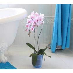 Pot bunga anggrek bulat - Coubi DUOW - 13 cm - Transparan - 