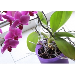 Ghiveci cu flori de orhidee - Coubi DSTO - 12,5 cm - Roz mat - 
