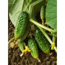 Cucumber "Edmar F1" - pickling, bitterness-free variety for field and greenhouse cultivation - 105 seeds