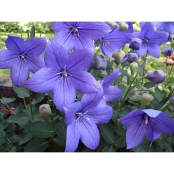 Bunga belon biru; Bellflower Cina, platycodon - 220 biji - Platycodon grandiflorus - benih