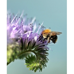 Lacy phacelia - 50 g of seeds for aftercrop - 30000 seeds