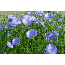 Lino perenne, lino azul, pelusa - 700 semillas - Linum perenne