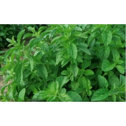 Pennyroyal; Pennyrile, Squaw mint - 1500 semien - Mentha longifolia - semená