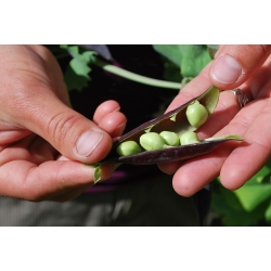 Горох "Дезире" - Pisum sativum - насіння