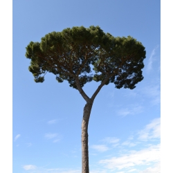 Kamenná borovica - vyrába piniové orechy - Pinus pinea - semená