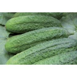 Cucumber "Partner" - self-pollinating variety for field, greenhouse or tunnel cultivation - 105 seeds