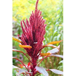 Purple Amaranth, Prince's Feather - Amaranthus paniculatus - 1500 seeds