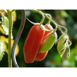 Томат - Maliniak - BIO - 225 семена - Lycopersicum esculentum