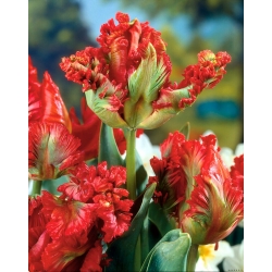 Tulipa Exotic Parrot - Tulip Exotic Parrot - 5 bulbs