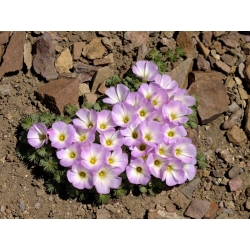 Oxalis Adenophylla - 5 květinové cibule