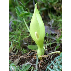 천남성과의 식물 - 5 개 알뿌리 - Arum Italicum