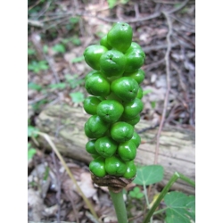 천남성과의 식물 - 5 개 알뿌리 - Arum Italicum