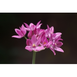 Allium oreophilum - 20 květinové cibule