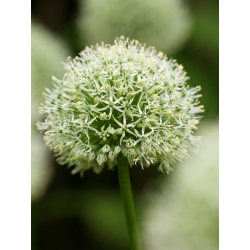 Allium Mont Blanc - bebawang / umbi / akar