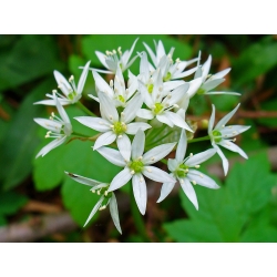 Allium ursinum - 5 kvetinové cibule