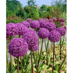 Allium giganteum - bebawang / umbi / akar