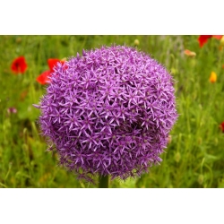 Allium giganteum - bulb / tuber / rădăcină