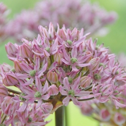 Allium Pink Jewel - لمبة / درنة / جذر