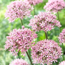 Allium Pink Jewel - umbi / umbi / akar