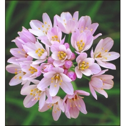 ニンニクのバラ -  20個の球根 -  Allium Roseum