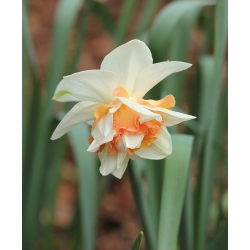 Påskeliljeslekta - Replete - pakke med 5 stk - Narcissus
