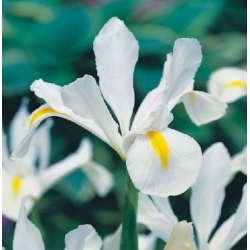 Ирис холандски Вхите Екцелсиор - 10 сијалица - Iris × hollandica
