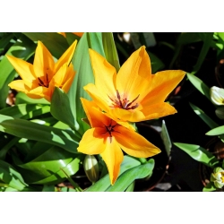 สวนพฤกษศาสตร์ Tulipa - สวนพฤกษศาสตร์ทิวลิปผสม - 5 หลอด - Tulipa botanical 