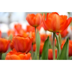Tulip Orange – large pack! – 50 pcs