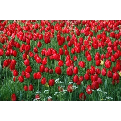 Tulipa Red - Tulip Red - 5 květinové cibule
